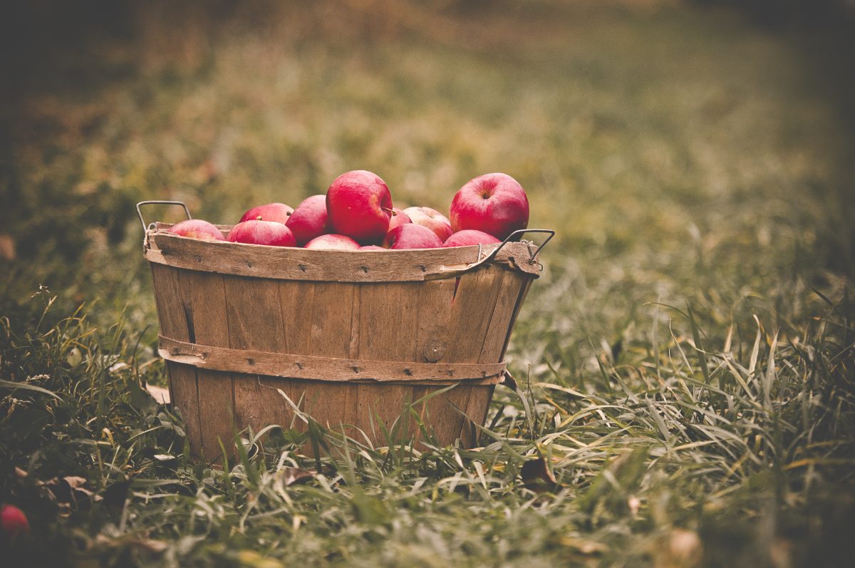 Fall Family Activities